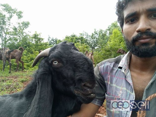 Goats for sale in Kondotty , Kerala 0 