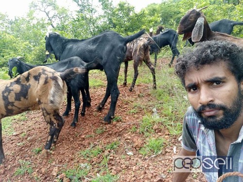 Goats for sale in Kondotty , Kerala 1 