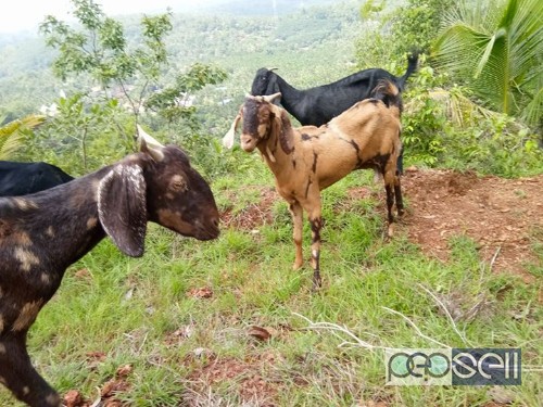 Goats for sale in Kondotty , Kerala 2 