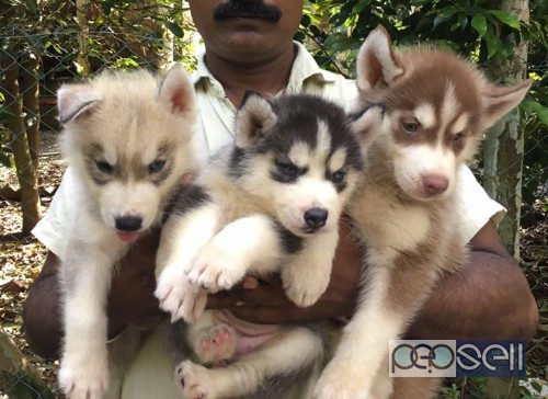 super quality Siberian Husky puppies for sale  0 