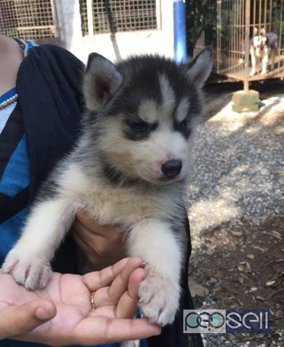 super quality Siberian Husky puppies for sale  1 