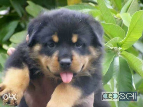Funny Labrador Puppies For Sale In Bangalore Olx l2sanpiero