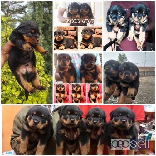 ALL BREEDED PUPPIES AVAILABLE IN BANGALORE  0 