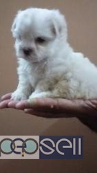 Maltese pups for sale at Mumbai 1 