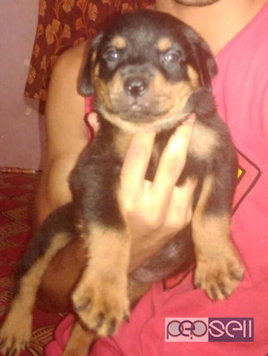 Top Quality Rottweiler puppies for sale in mumbai 0 