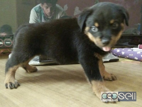 Top Quality Rottweiler puppies for sale in mumbai 1 