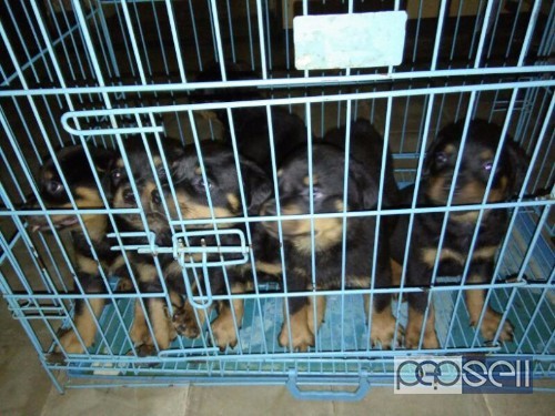 Top Quality Rottweiler puppies for sale in mumbai 2 