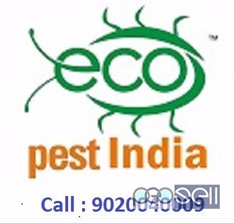 Pest control services for cockroach, lizards,ants, rodent,termite 1 