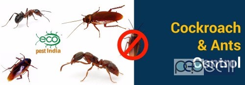 Pest control services for cockroach, lizards,ants, rodent,termite 3 