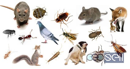 Pest control services for cockroach, lizards,ants, rodent,termite 4 