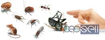 Pest control services for cockroach, lizards,ants, rodent,termite 5 
