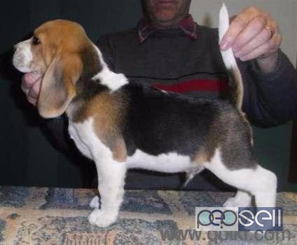 Beagle pups for sale at Mumbai 0 