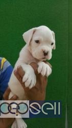 BOXER PUPPIES FOR SALE IN DELHI AT JIMMY KENNEL 0 