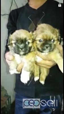 LHASA APSO PUPPIES FOR SALE IN DELHI AT JIMMY KENNEL 0 