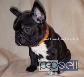 French Bull Dog Pups For Sale at Delhi 0 