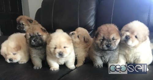 Cream & Orenge For Sale Amazing Chow Chow Puppies for sale at Delhi 0 