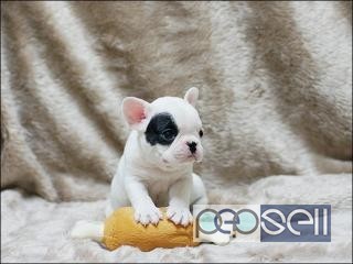 Miniature French bulldog pedigree puppies for sale at Delhi 3 