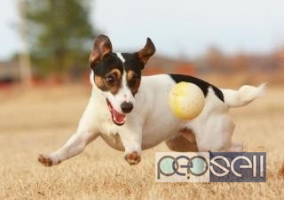 Jack Russell Terrier Pups For Sale at Delhi 0 