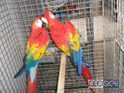  macaw parrots, cockatoos, Grey parrots, Amazons, Ostriches,Falcons,Ostriches, 1 