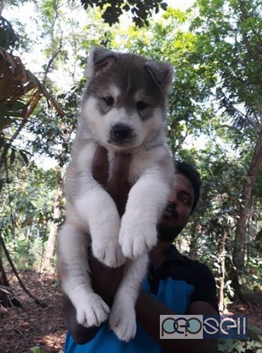 Siberian husky for sale super quality male pup 0 