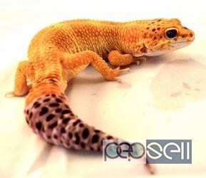All types of exotic birds, animals and reptiles for sale in delhi 0 