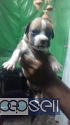 BOXER PUPPIES FOR SALE AT Delhi JIMMY PUPPY KENNEL 0 