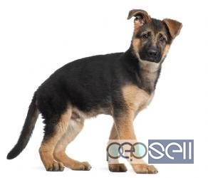 german shepherd puppy for sale in delhi at subbu kennel 0 