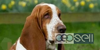 KCI certified basset hound for sale at Thiruvananthapuram 0 