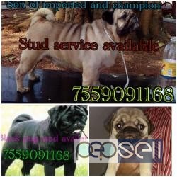 Pug stud service available at Kottayam 0 