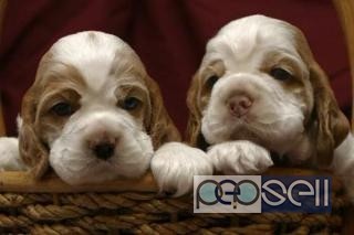 Champion lineage English cocker spaniel for sale at Aleppy 0 