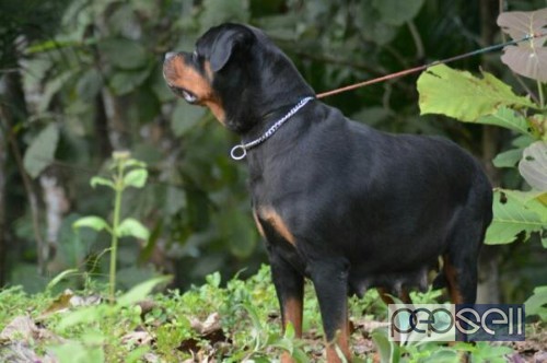 Kci cerified Rotwiler female puppy available at Kochi 0 