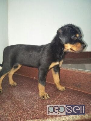 Kci cerified Rotwiler female puppy available at Kochi 1 