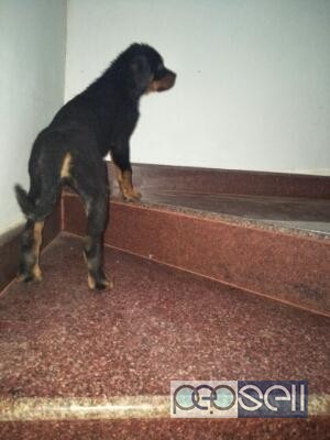 Kci cerified Rotwiler female puppy available at Kochi 2 