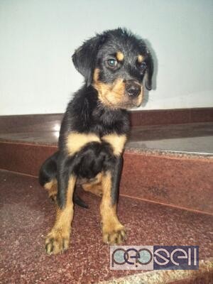 Kci cerified Rotwiler female puppy available at Kochi 3 