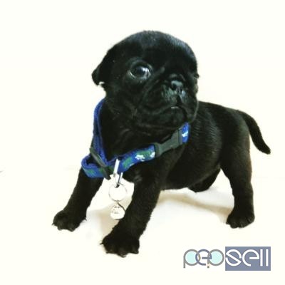  Champion lineage pug male puppies for sale at Kochi 0 