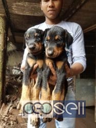 Doberman puppies 45 days old for sale 0 