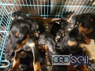 Doberman puppies 45 days old for sale 1 