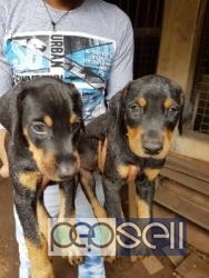Doberman puppies 45 days old for sale 2 