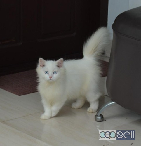 Persian white male healthy kitten for sale at Kottayam 0 