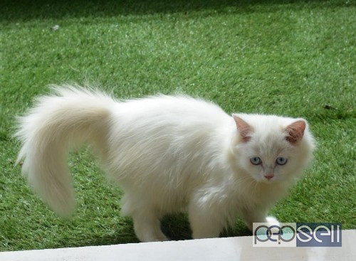 Persian white male healthy kitten for sale at Kottayam 1 