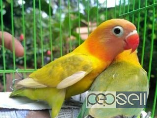 African lovebird for sale at Puthupalli 0 
