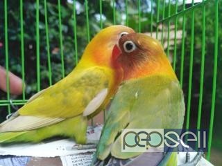 African lovebird for sale at Puthupalli 1 