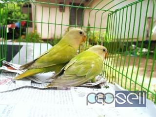 African lovebird for sale at Puthupalli 2 