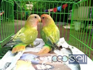 African lovebird for sale at Puthupalli 3 