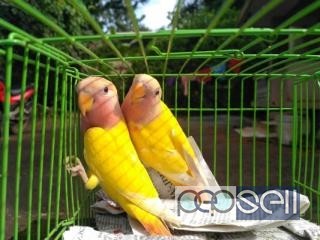 African lovebird for sale at Puthupalli 4 