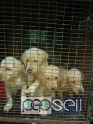Labrador puppies for sale at Puthupalli 0 