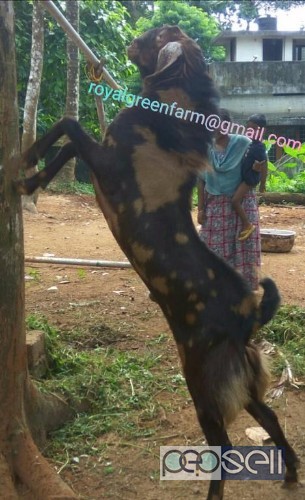 MALE GOAT FOR SALE at Kodanad 0 
