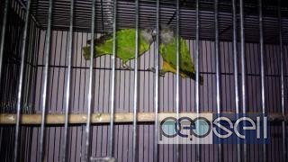 Senegil parrot for sale at Kochi 0 