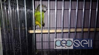 Senegil parrot for sale at Kochi 1 