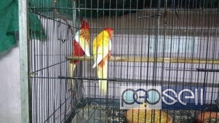 Rossella parrot for sale at Kochi 0 